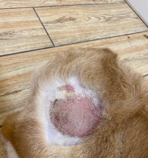 猫咪脓皮症全面指南(了解病因)