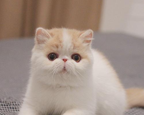 TheFascinatingWorldofCatPaws（ExploringtheWondersofaFeline'sMysteriousPaws）