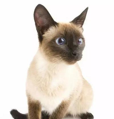 探究猫咪毛色的遗传规律(从基因到宠物)