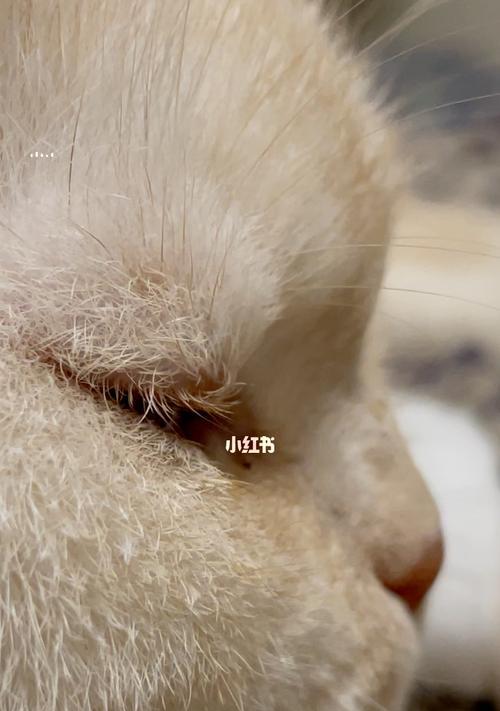 猫咪的毛为什么一簇一簇掉(探究猫咪掉毛的原因和解决方法)
