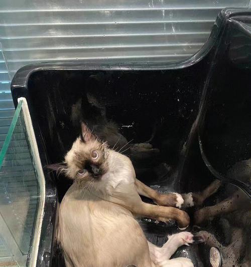 宠物猫咪的尿路改造(了解猫咪的尿路改造)