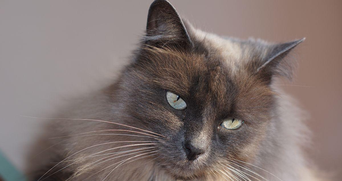 如何缓解宠物猫的暴躁脾气（从日常护理到心理疏导）