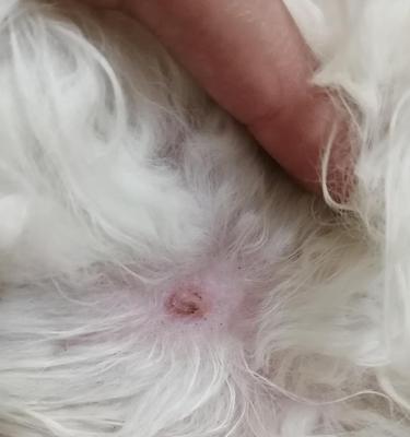揭秘小猫皮肤上的疙瘩,让你更了解你的宠物