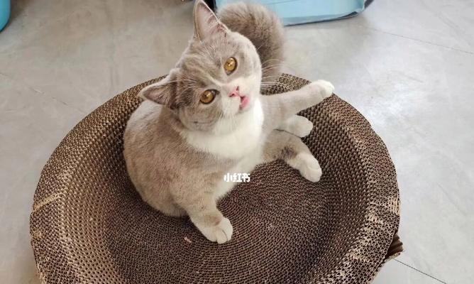 小猫的三针接种意义深远(从宠物健康)