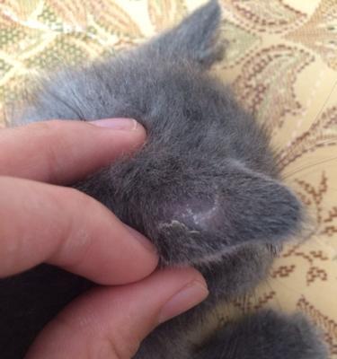 如何解决宠物小猫身上的皮屑问题(宠物小猫为什么会有皮屑)