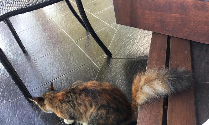 小猫的尾巴何时长出(探究小猫尾巴生长的时间和影响因素)