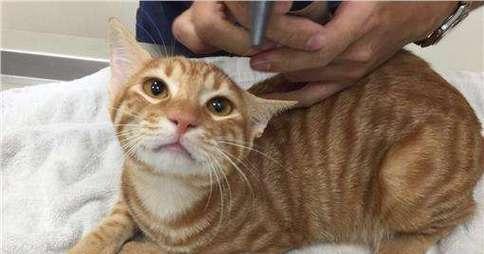 宠物猫预防针接种时间详解(小猫接种预防针的重要性和最佳时机)