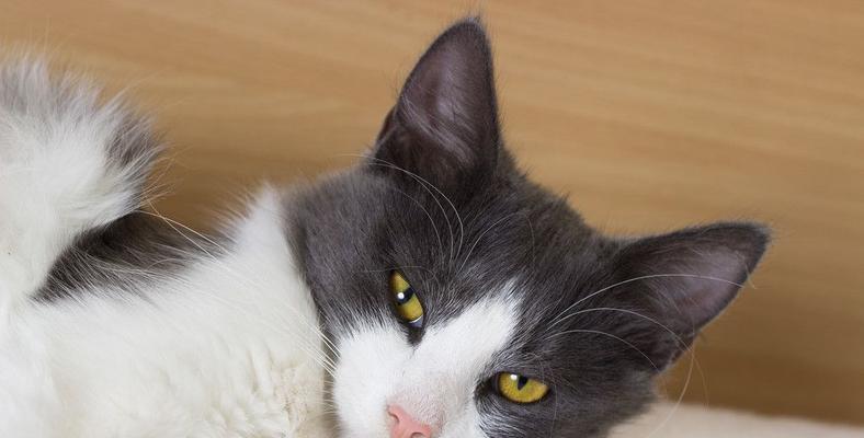小猫为什么会咕咕叫(探秘猫咪的语言交流)