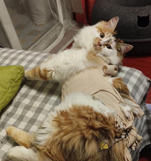 小猫送母猫走,此去经年难再会(如何处理宠物的离别之痛)