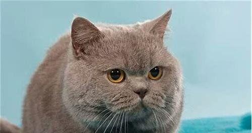 小猫脱肛自救指南（以宠物为主）