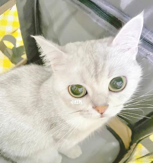 探究小猫为什么鼻子会发白(宠物养护必知)