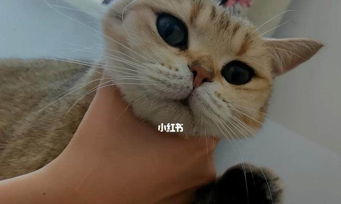 小猫流口水的原因(揭开宠物口水背后的秘密)