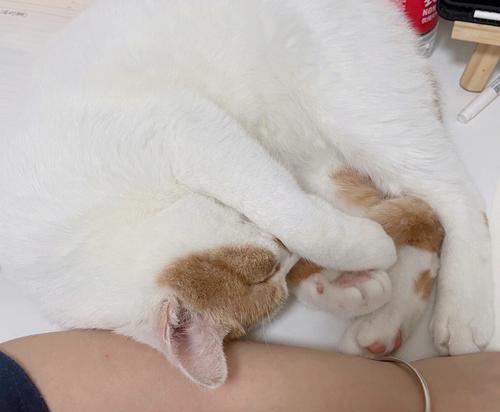 突然粘人的小猫,原因究竟是什么(从宠物角度解读小猫的改变)