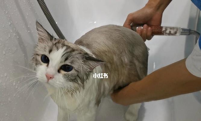 小猫洗澡的危害(宠物护理的重要性)