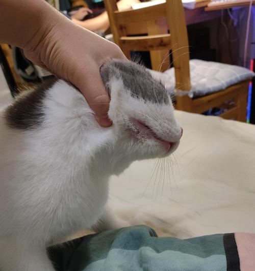 小猫下巴红肿怎么办(宠物护理)
