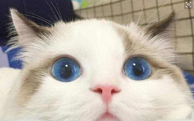 小猫眼睛虹膜退去的时间(探讨小猫眼睛虹膜的退去过程及时间长短)