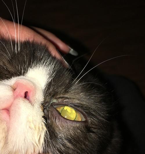 宠物小猫眼睛流脓,怎么办(治疗小猫眼睛流脓的方法和注意事项)