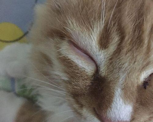 小猫眼睛肿大流脓死亡事件的悲剧教训(以宠物为主)