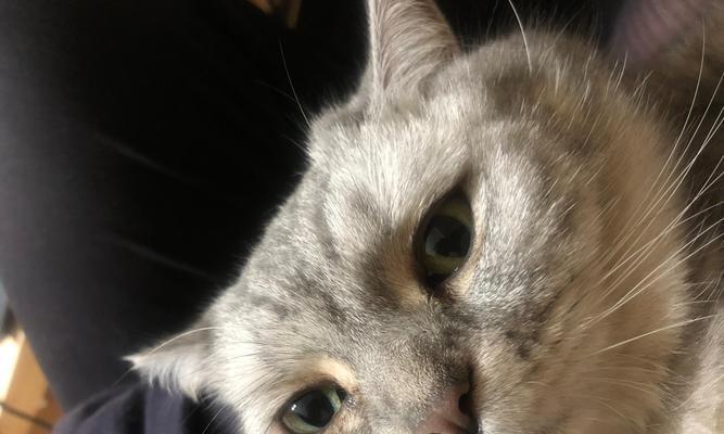 如何处理宠物猫眼球上的眼屎(小猫眼部卫生保健)