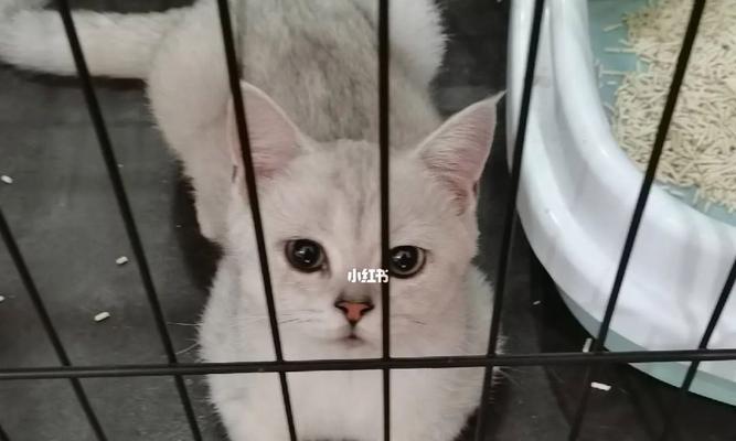 小猫的拉屎习惯(从生理规律到环境因素)