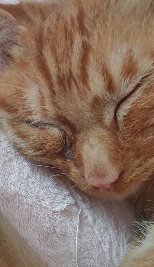小猫眼睛出现多量眼屎的原因及处理方法(从宠物健康角度出发)