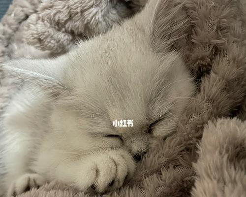 宠物小猫拉两次大便怎么办(如何避免宠物小猫拉两次大便)