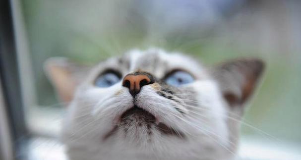 小猫为何一直流鼻涕（探究不打喷嚏但精神很好的原因）