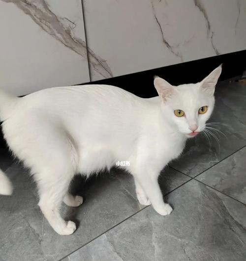 小猫胀奶该怎么办(宠物主人必知)