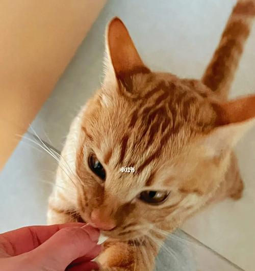 小猫中毒的症状及应对方法(如何保护宠物免受中毒之害)
