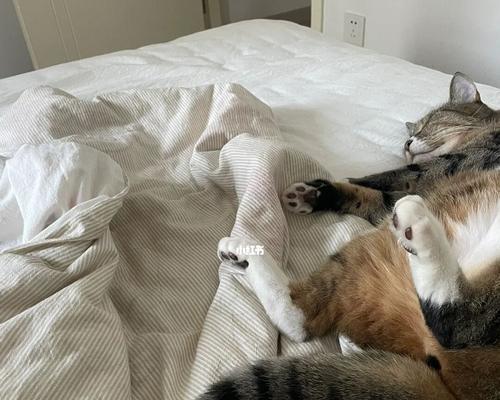 小猫半夜玩耍如何应对(掌握好宠物的生物钟)