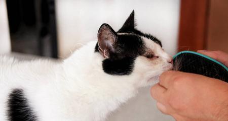 小猫的手指咬症(探究小猫咬手指的原因及预防措施)