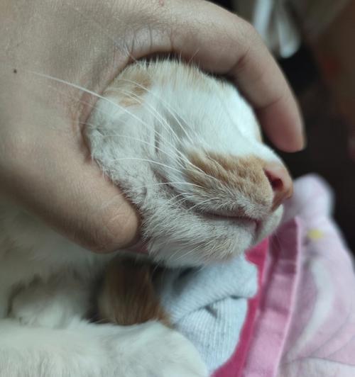 宠物小猫嘴周围烂了?如何有效治疗!
