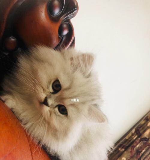 小猫咪何时适合驱虫（以宠物为主）