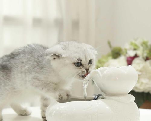 小猫咪拉稀怎么办（止泻秘籍）
