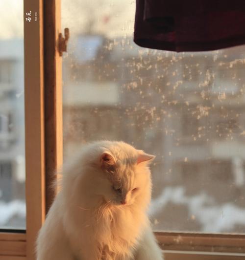 小猫咪为什么喜欢爬纱窗(探秘猫咪爬纱窗的原因与解决方法)