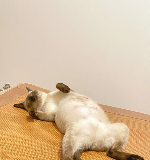 新捡的猫，该如何喂养（猫咪营养需要详解）