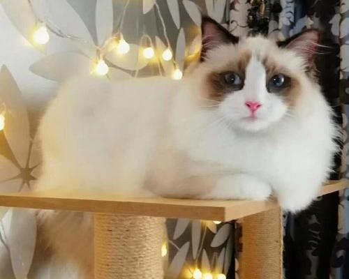新生布偶猫的成长日记(宠物生活中的点滴记录)