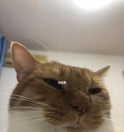 小猫下巴肿了怎么回事（宠物疾病常见症状及治疗建议）