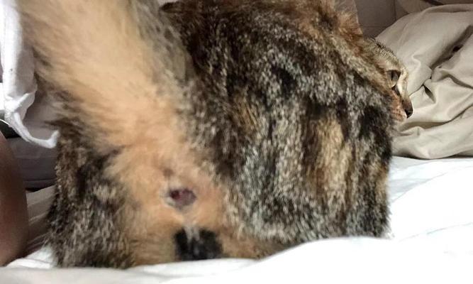小猫便血的原因及治疗方法(了解宠物的健康状况)