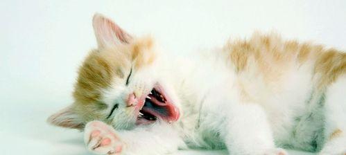 小猫咪为什么一直叫(揭秘宠物猫叫声的奥秘)
