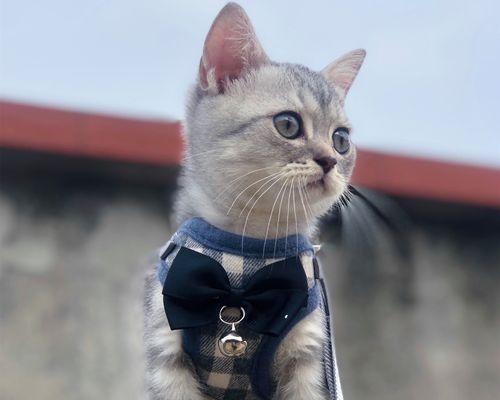 小猫咪着凉拉稀怎么办（宠物护理）
