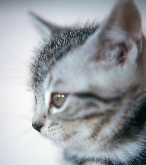 新生猫咪拉屎怎么办(猫咪宝宝拉屎的注意事项和解决方案)