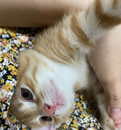 如何剪宠物小猫的指甲(一个月大的小猫也可以轻松剪指甲)