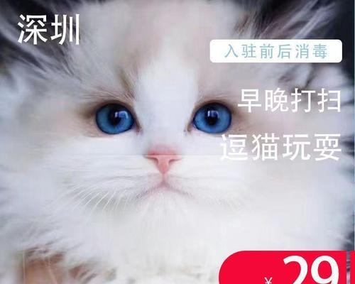 上海猫咪寄养(让你的爱猫在旅途中得到最好的呵护)