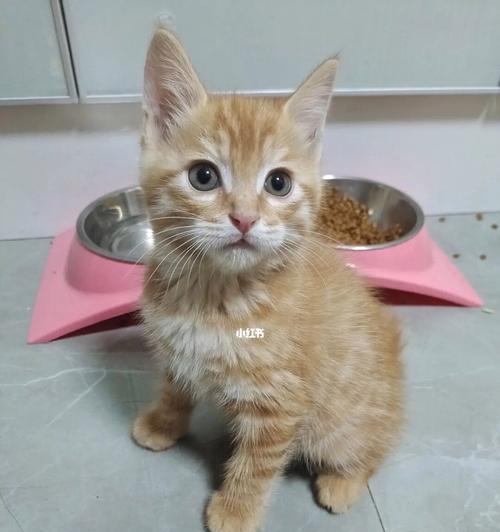 我的两只猫咪的饮食故事(宠物饮食健康小贴士)