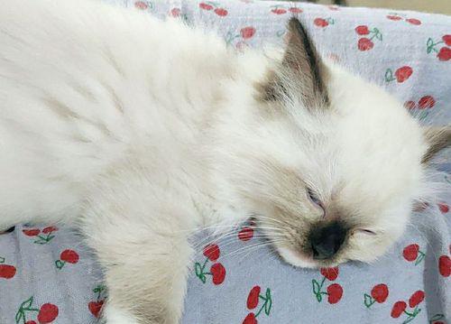 小猫猫瘟，如何保护宠物健康（了解病毒）