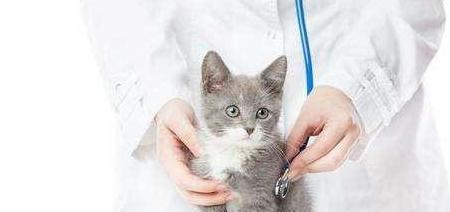小猫的感冒传染与防治(宠物保健知识)