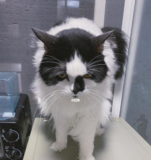 宠物猫的营养需求和食物推荐(宠物猫的营养需求和食物推荐)