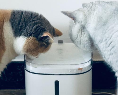 冬季猫咪狂喝水大揭秘(从宠物健康角度探究猫咪冬季喝水习惯与注意事项)
