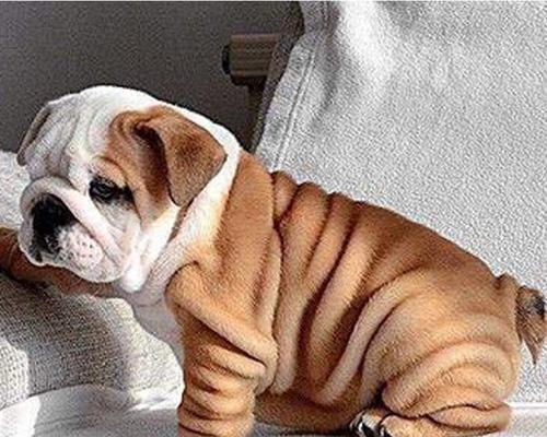 如何识别以法斗犬(从外貌到行为)
